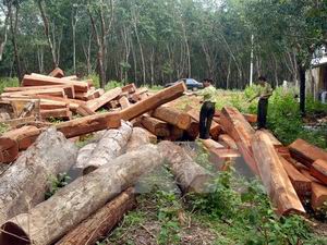 Kiểm điểm đơn vị để xảy ra khai thác gỗ trái phép tại Lâm Đồng